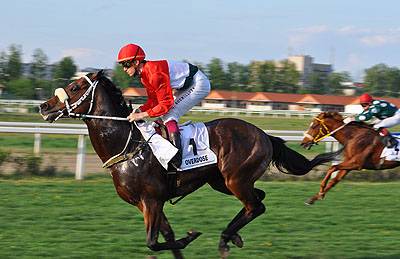 Overdose-t dicsőítik világszerte