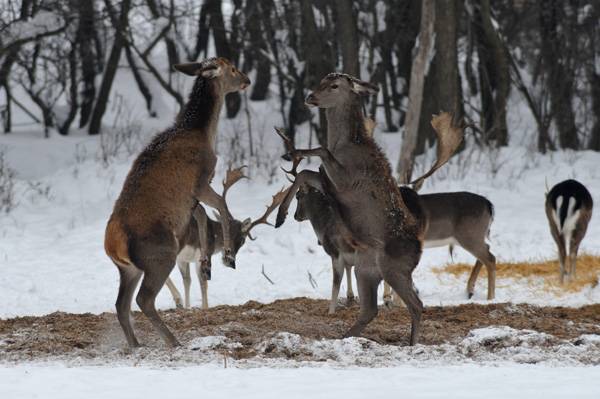 Állatkert nyílhat a kolozsvári Hója-erdőben