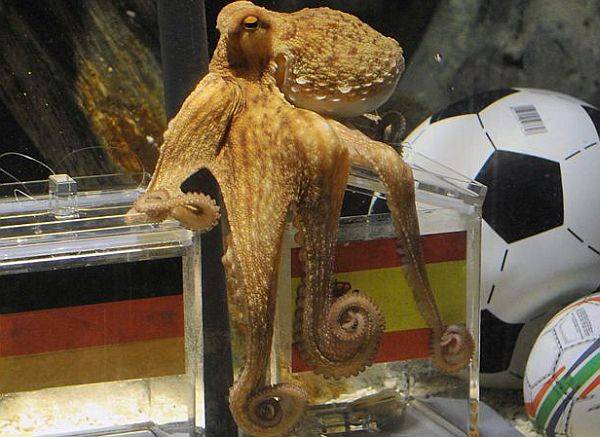 Meghalt Paul, a „fociszakértő” polip