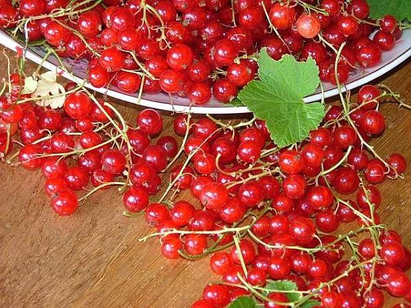 Könnyű nyári finomságok – kánikulai eszem-iszom
