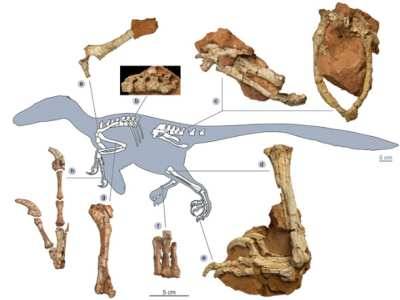 Új ragadozó dinoszauruszfaj maradványaira bukkantak Romániában