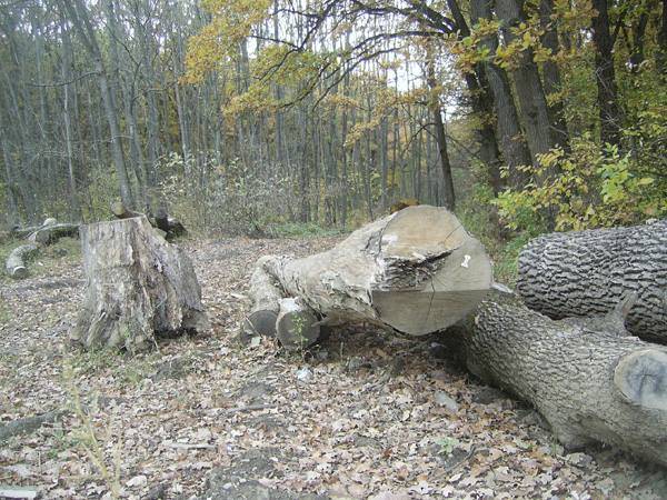 Marosvásárhely: Terelőút építése erdőirtással?
