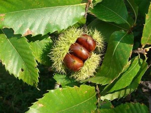 Gesztenye – húsos ételekhez, desszerthez