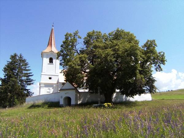 A csíkszentléleki hárs nyerte el az Év Fája címet