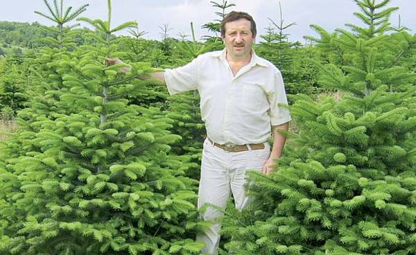  Kémer, a karácsonyfa otthona