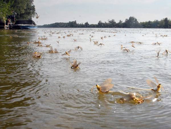 Erdélyi közreműködéssel indult program a Felső-Tisza ökológiai állapotának felmérésére