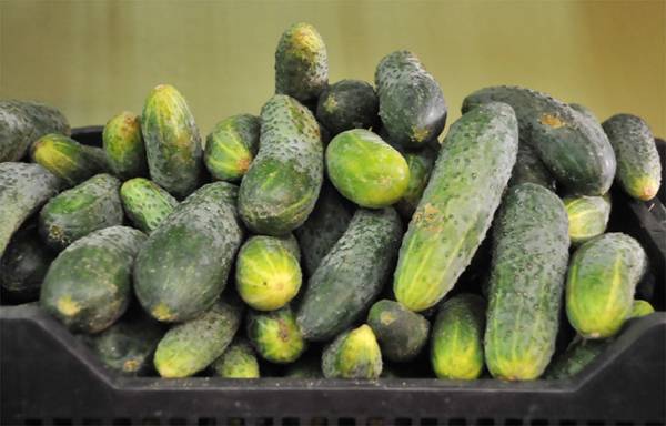 Nem érkezett Romániába hasmenést okozó fertőzött uborka