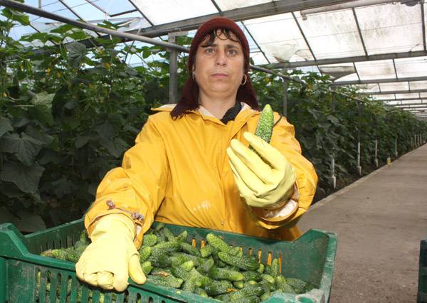  Kárpótlás uborkatermesztőknek – még keresik hasmenésjárvány okát