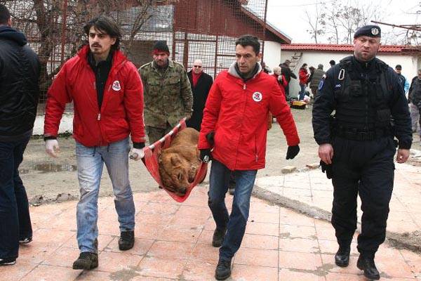 Illegálisan tartott nagyvadakat egy bukaresti maffiózó