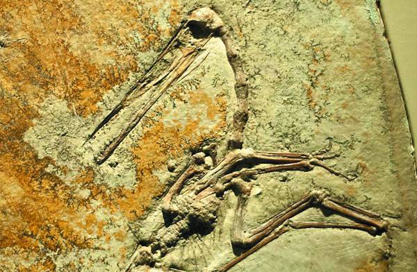 Erdélyi őshüllő-felfedezés