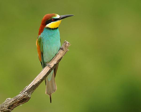 A gyurgyalag a 2013-as év madara