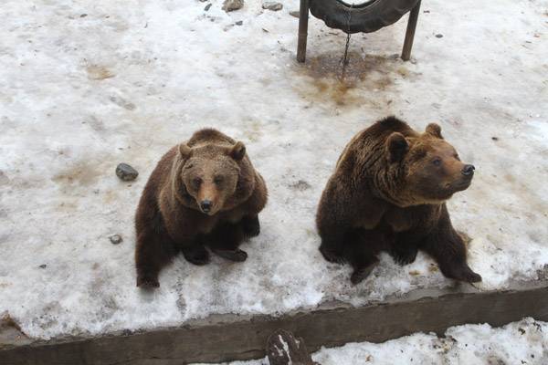 Medvenapozoo – rövid lesz a tél 