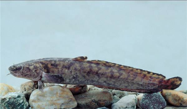 A menyhal az év hala