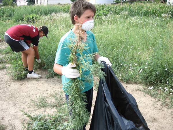 Csípi a szemüket: a parlagfű elleni védekezésről szóló törvény alkalmazásáért tüntettek Bukarestben