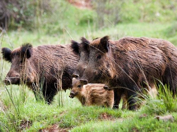 Szakemberek szerint a vaddisznóknak nincs döntő szerepük a kór terjedésében 