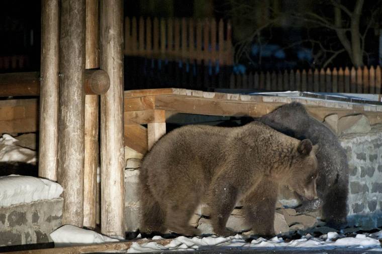 Téli álmát alussza a medveügy megoldását célzó javaslat