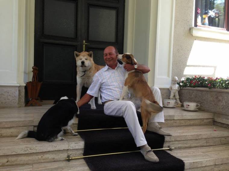 Vita a kóbor ebek elaltatásáról