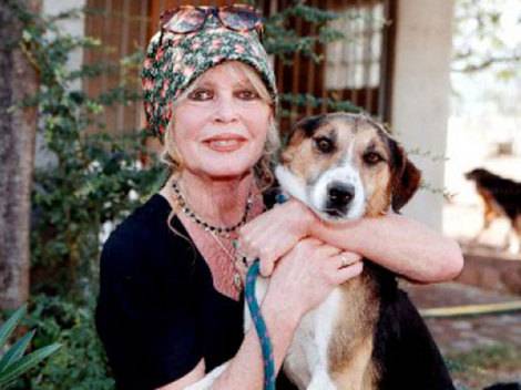 Tüntetnek a kóbor ebek ellen