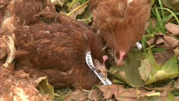 Csirkéket dobtak az ACL-székház udvarába