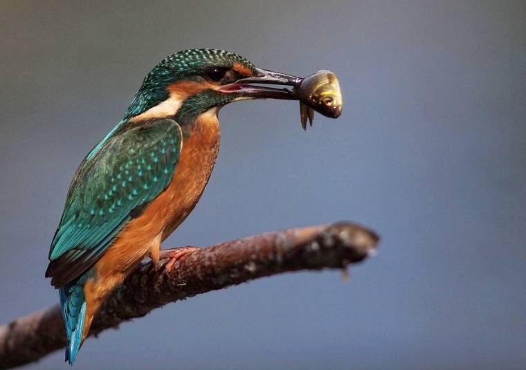 Potozky László: a legjobb dizájner a természet