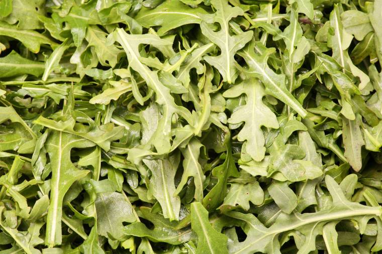 Előrukkol a ruccola
