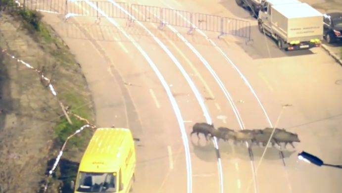 Kiterelték a betévedt vaddisznócsordát Kolozsvárról