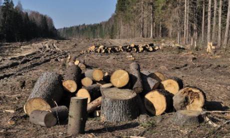 Betiltanák a rönkfavásárlást