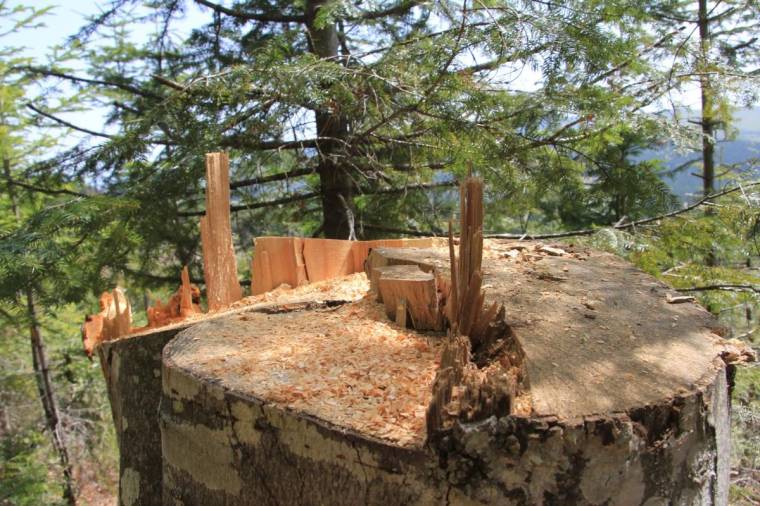 Védenék az erdőket