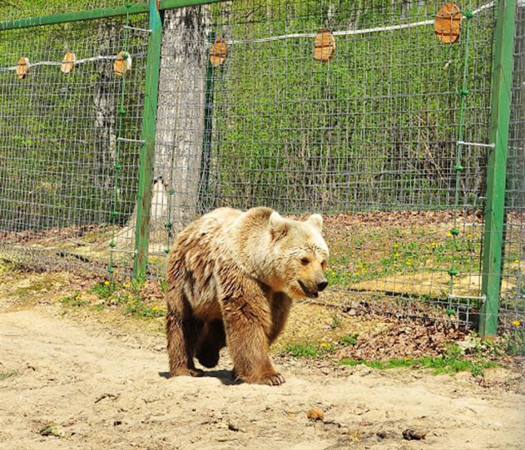 Kisvonatból figyelhetők a medvék