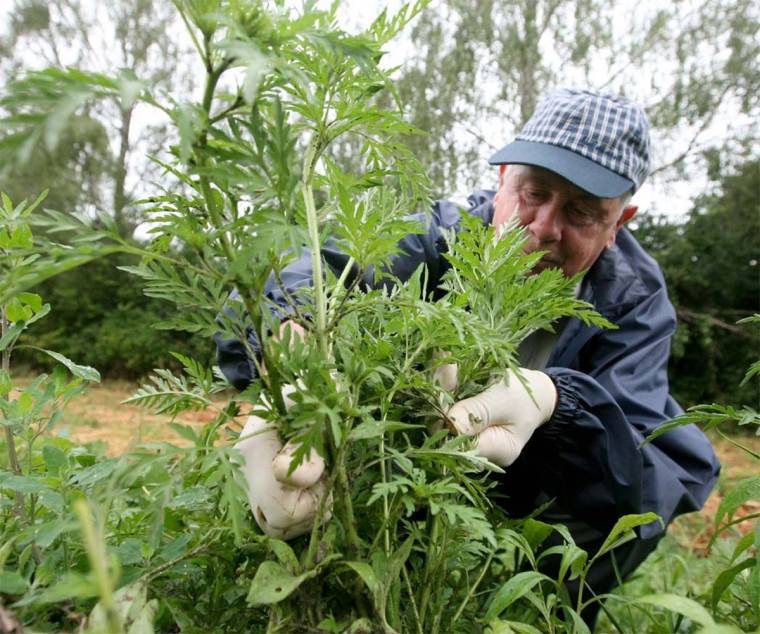 Hadat üzennek a parlagfűnek – immár törvény kötelezi a telektulajdonosokat a rendkívül allergén gyom irtására