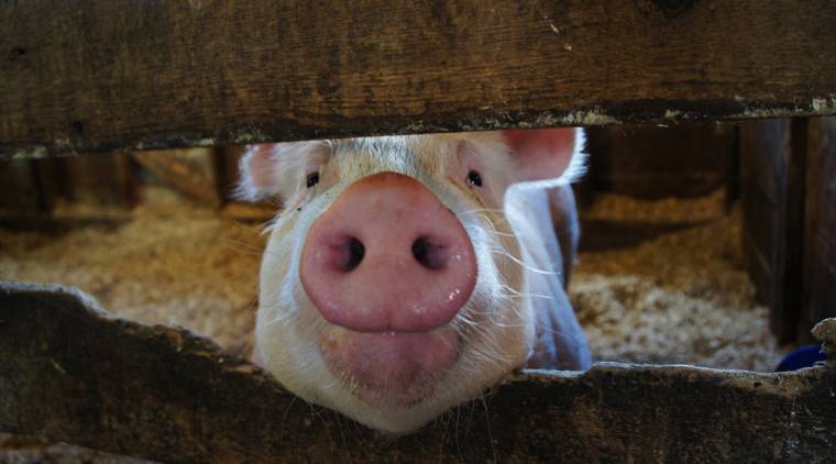 Drágulnak az élelmiszerek