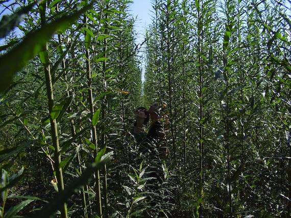 Zöldenergia székely falvaknak