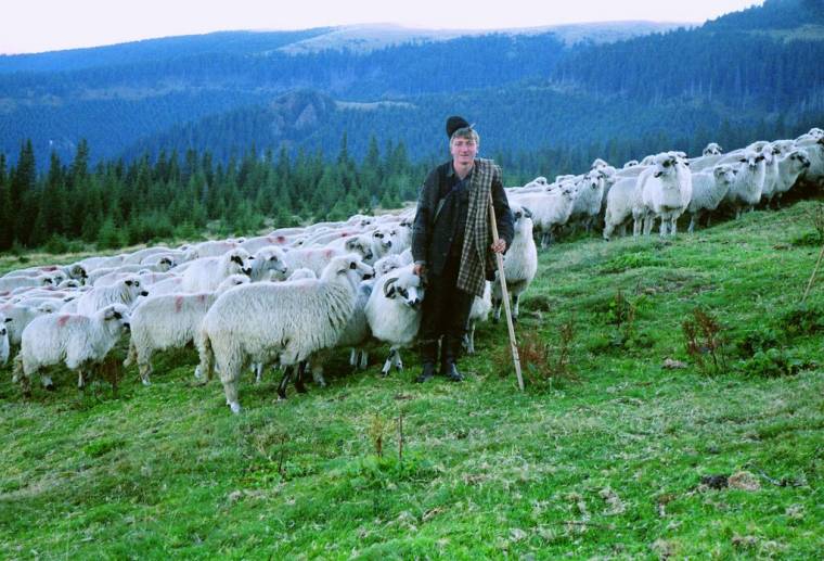 Becsben tartanák és népszerűsítenék a legeltetést