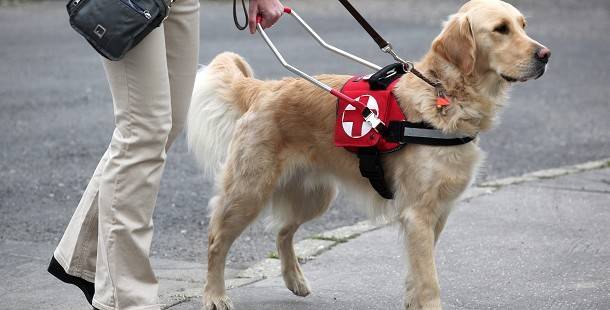 Magyar-román együttműködéssel képeznek vakvezető kutyákat Ungváron
