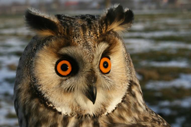 Felmérik a baglyok lelőhelyeit