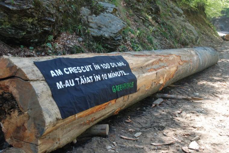 Tovább harcol a Greenpeace a rétyi fűrészüzem megépítése ellen