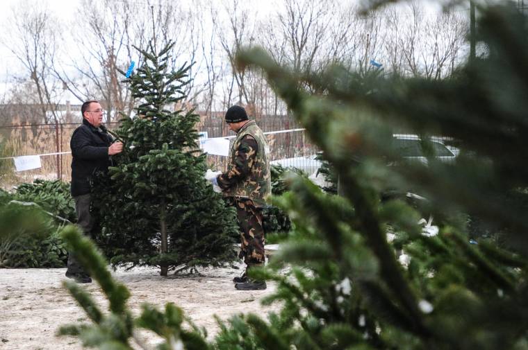 Fokozottan ellenőrzik a fakivágást
