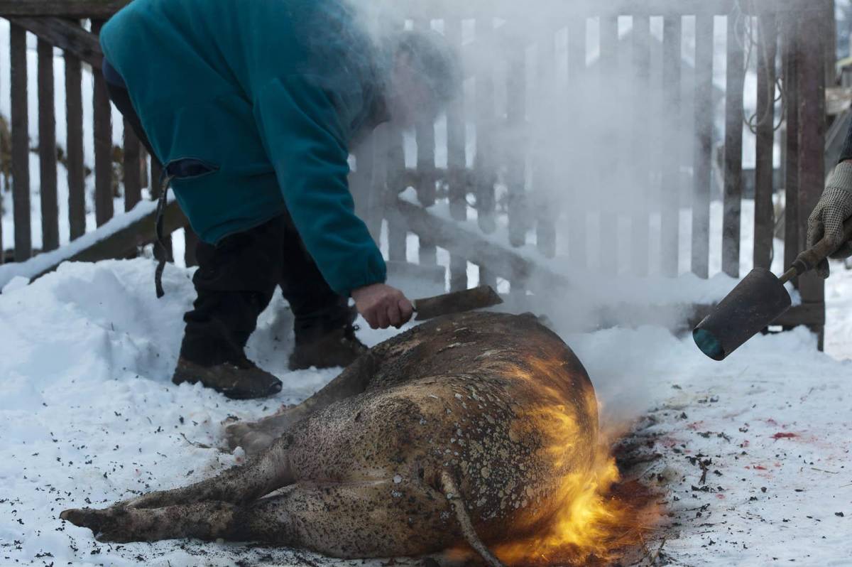 Illusztráció •  Fotó: Kristo Robert