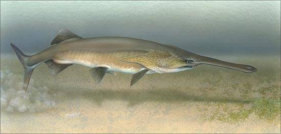 Kihalás fenyegeti Európa tokhalait