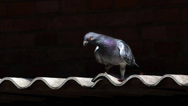 Japánból Kanadába repült egy postagalamb