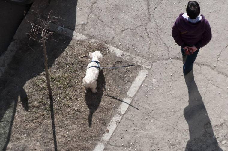 Kutyaparkokat hoznának létre Marosvásárhelyen