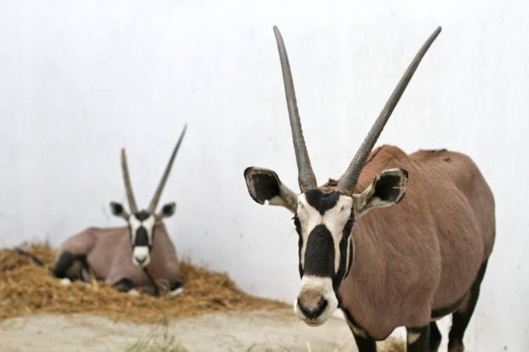 Különleges rágcsálók, gazellák: új lakók a vásárhelyi állatkertben