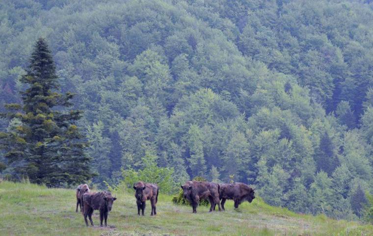 Újabb tíz bölényt engednek szabadon a Szárkő-hegységben