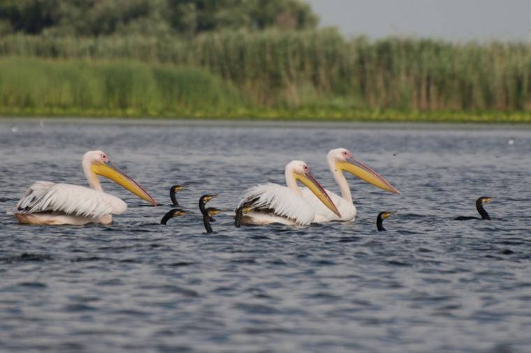 Fizetni kell a Duna-delta látogatásához