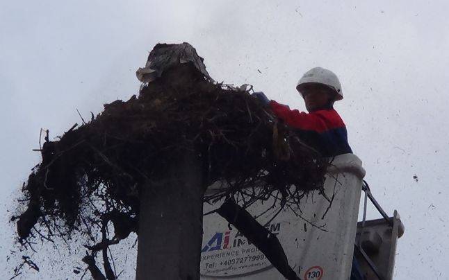 Egy Argeș megyei gólya fittyet hányt a miniszteri rendeletre