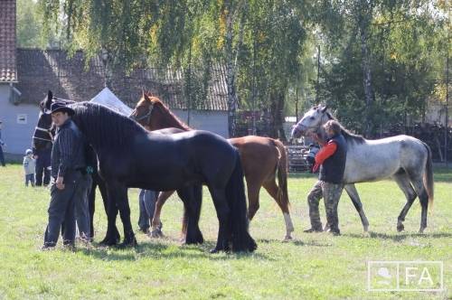 UdvarhelySzéki Vágtát szerveznek