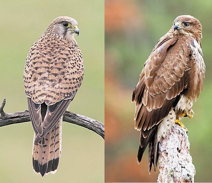 A háromszéki Barátos elhódítaná az Európai Gólyafalu címet