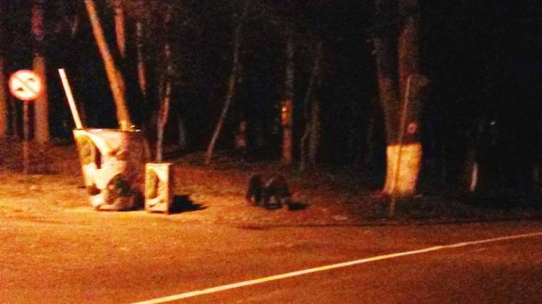 Egyre több településen garázdálkodnak a medvék Maros és Hargita megyében is