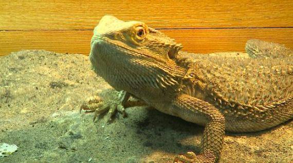 Különleges hüllők és kétéltűek tekinthetők meg Kolozsváron