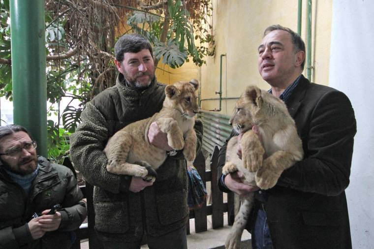 Hogy „minden gyerek kiejthesse”: Tică és Lică lett a vásárhelyi oroszlánkölykökből